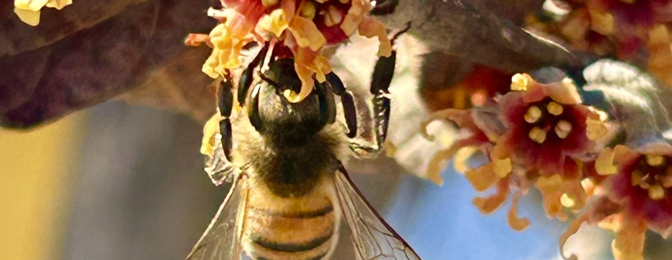 Nature Craft Gathering -  September 3 - Making Herbal Honey Salves